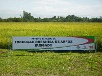 Projeto visa produção orgânica de arroz irrigado