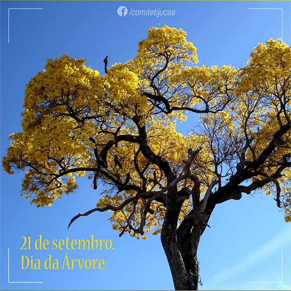 21 de setembro: dia da árvore