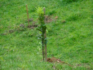 Dia da Árvore será comemorado com plantio de mudas nativas