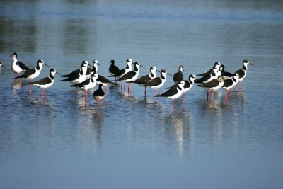 Mudanças Climáticas já afetam o litoral Sul de SC