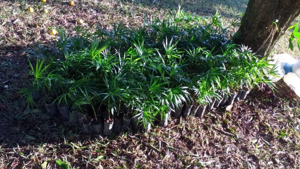 Comitê Araranguá recebe doação de 350 mudas de palmito